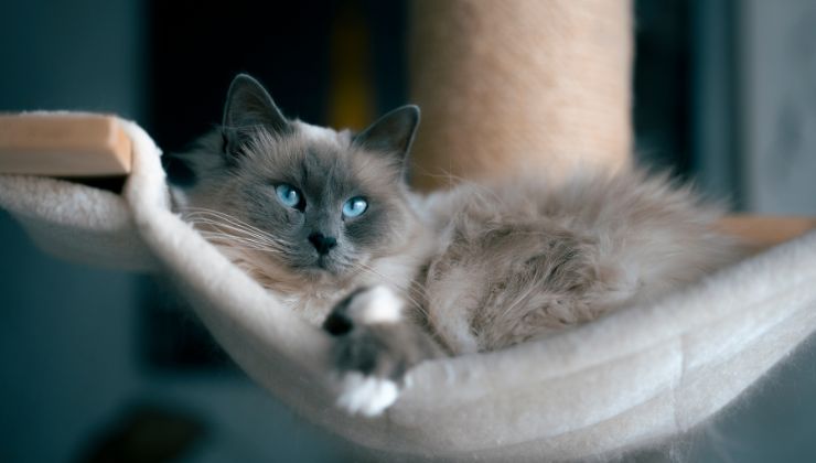 Ragdoll il gatto peluche