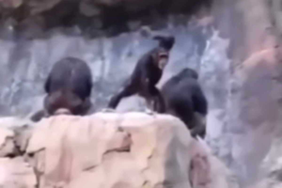 Mamma scimmia punizione figlio lancia sassi