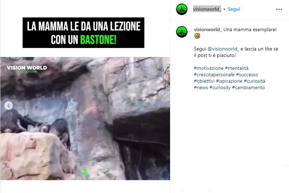 mamma scimmia lezione figlia video