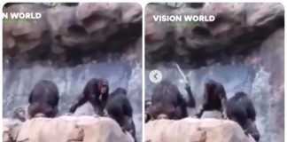 mamma scimmia lezione figlia video