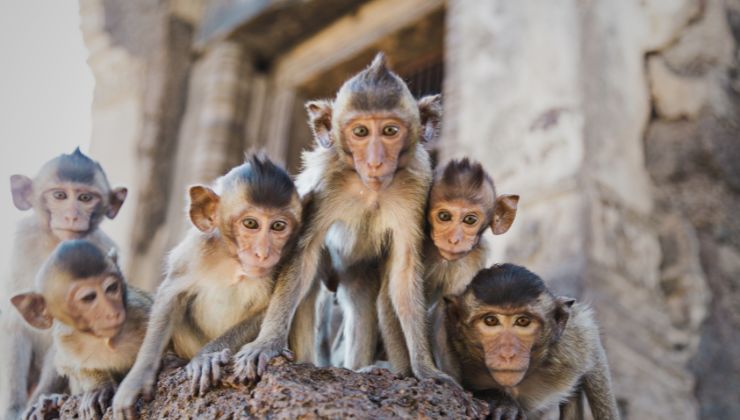 scimmie guardano lo smartphone