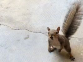 scoiattolo si avvicina alla donna