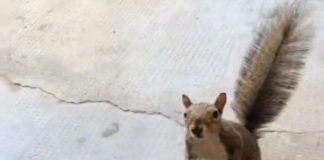 scoiattolo si avvicina alla donna