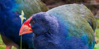 Il Takahe torna in natura