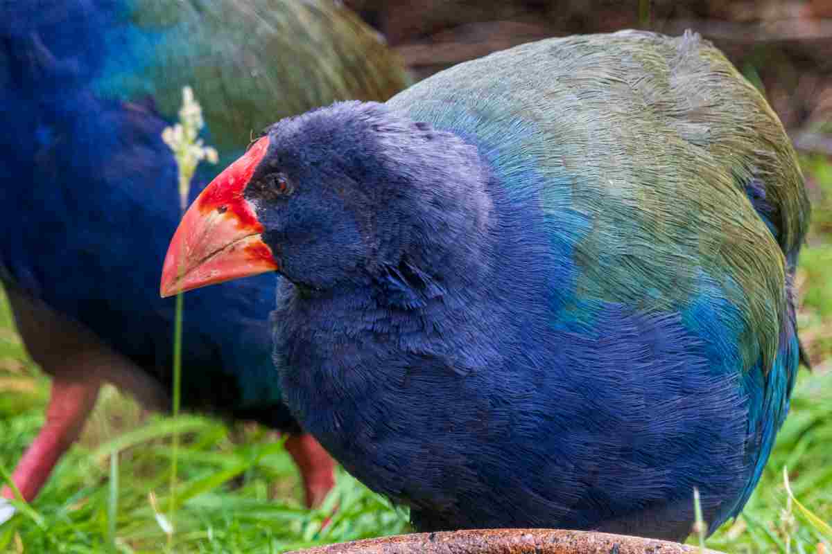 Il Takahe torna in natura