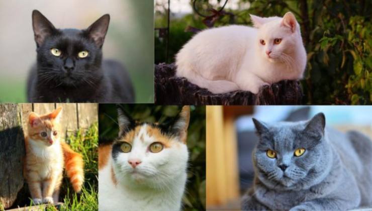 cinque razze di gatti diverse 