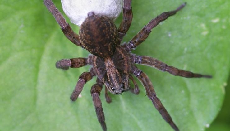 Trochosa ruricola