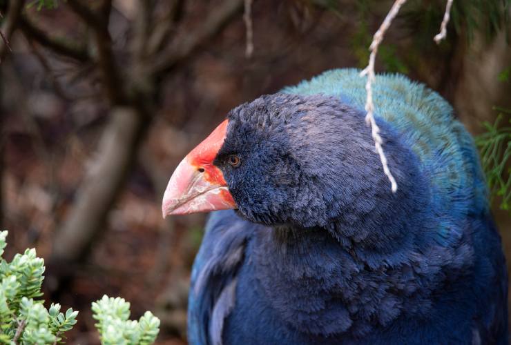 Il Takahe torna in natura