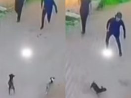 cagnolini scena divertentissima