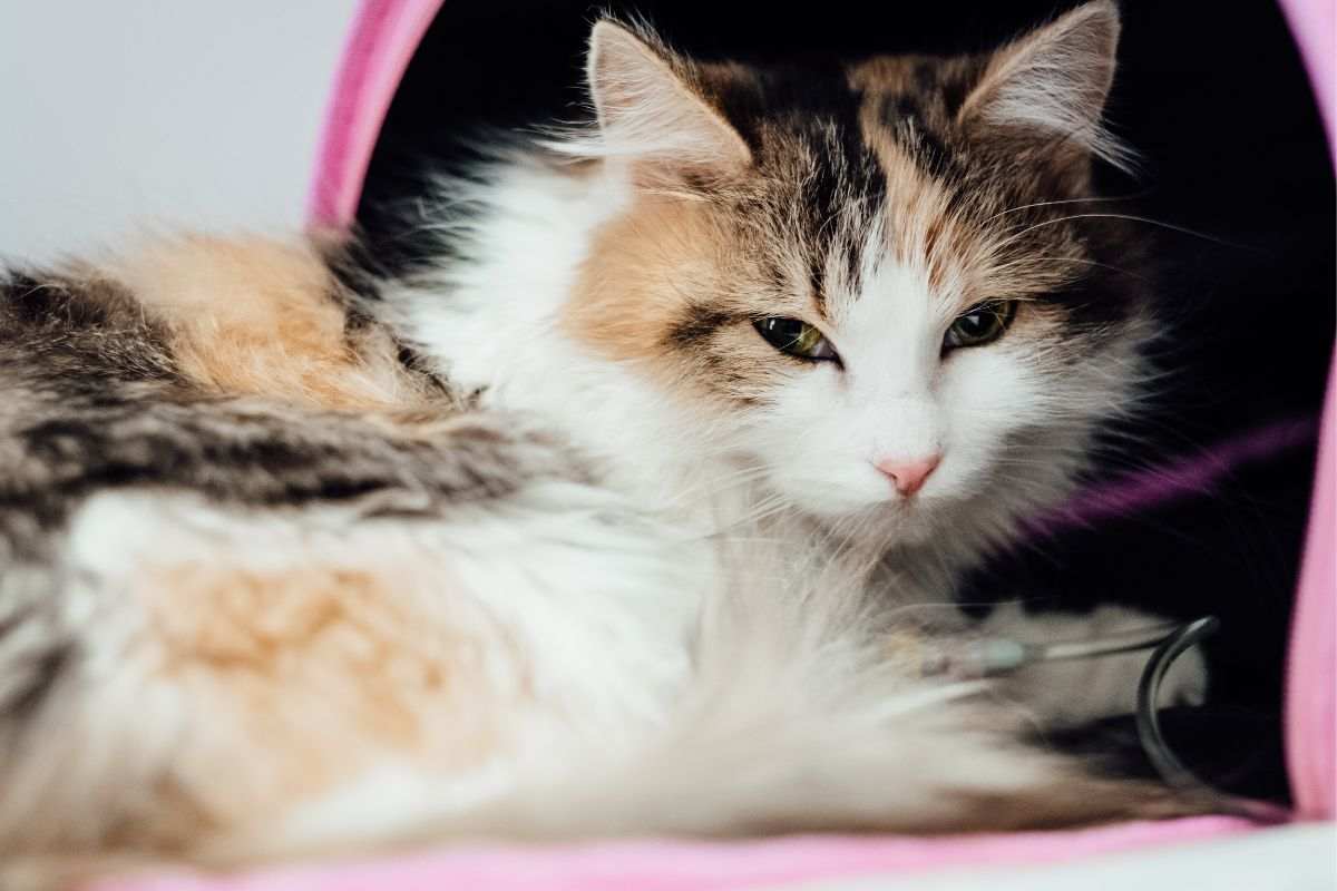 Il gatto vomita schiuma bianca
