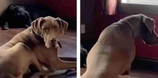 cane enorme prova a stendersi