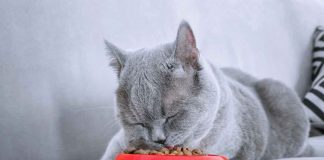salute del gatto