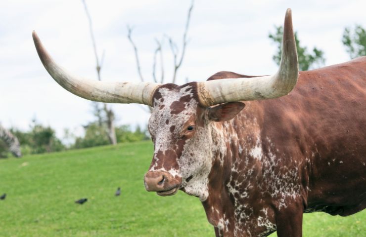 viaggia con un enorme toro in auto video