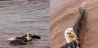 Aquila rischia di annegare