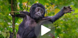 baby scimmia innamorata mamma umana video