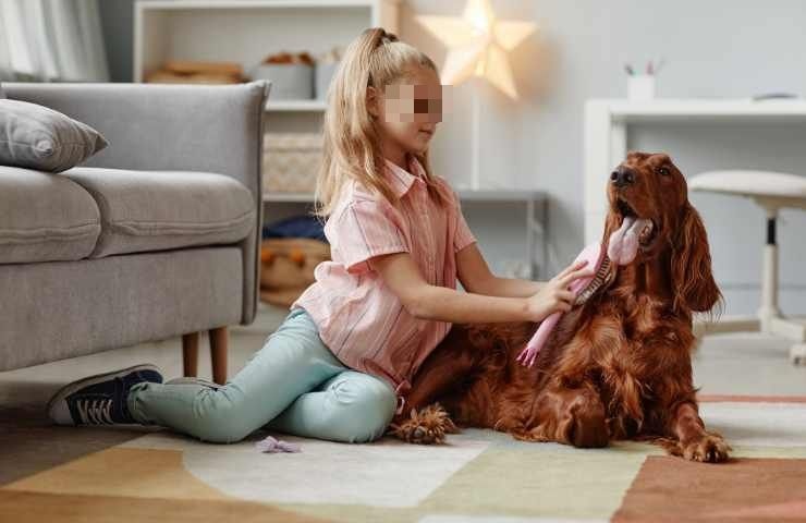 bambina coccola il cane con la spazzola