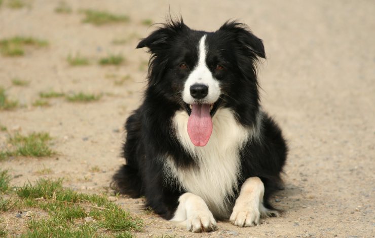 Che punto per il border collie! È un fenomeno a beach volley