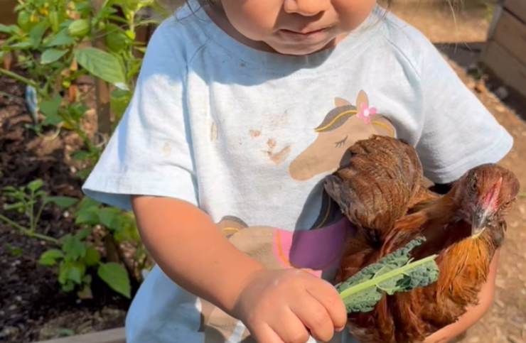 bimba mangia cavolo con la gallina