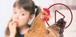 bambina gallina video merenda