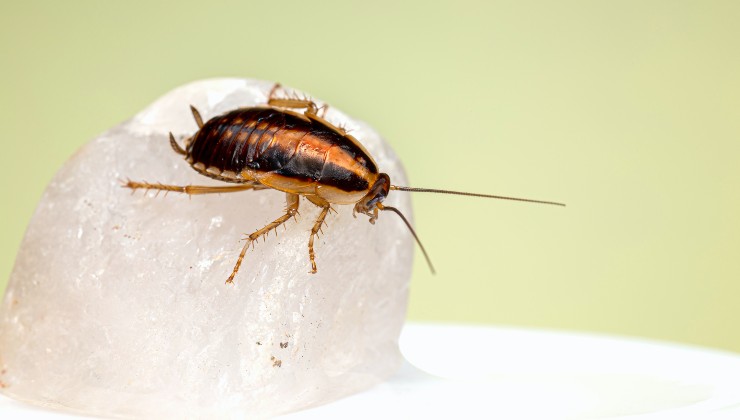 blatte in casa