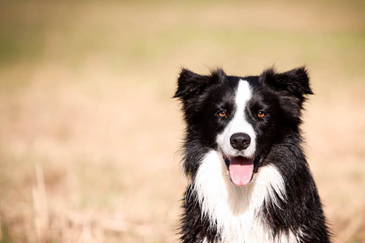 Un border collie campione di pallavolo? La clip è virale