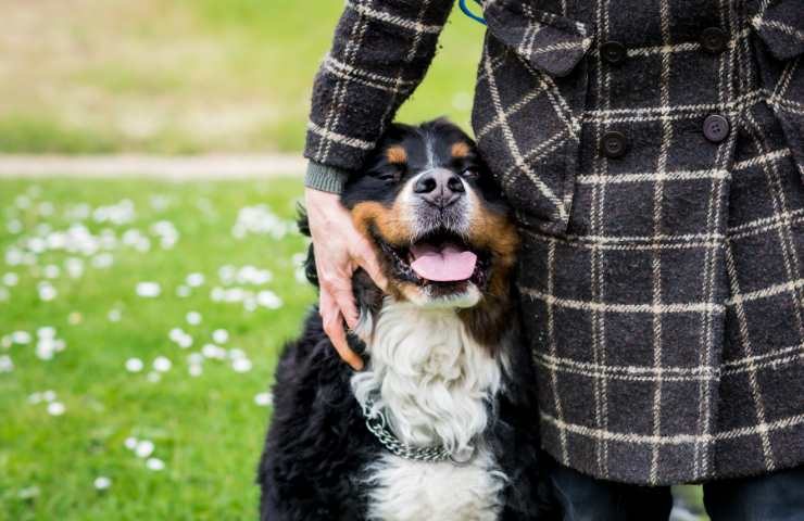 bovaro del bernese cane molto grande