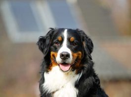 bovaro del bernese caratteristiche