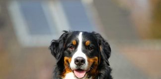 bovaro del bernese caratteristiche