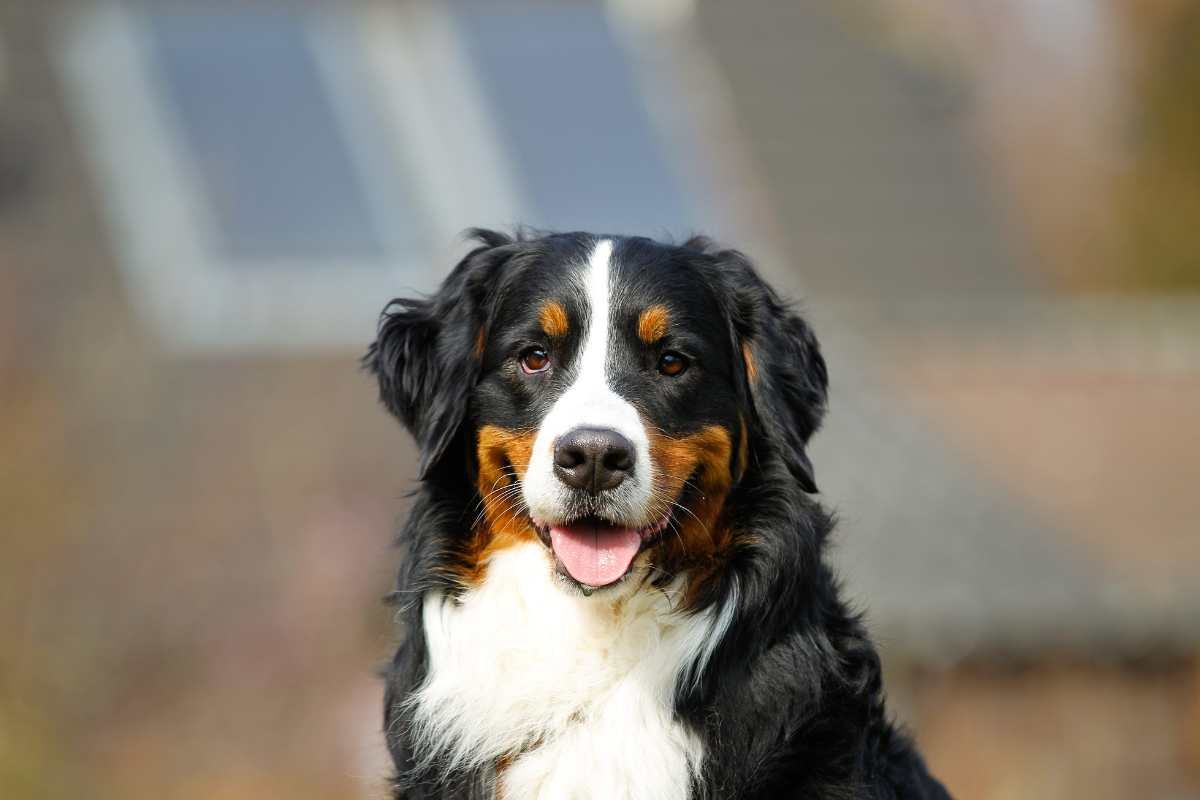 bovaro del bernese caratteristiche