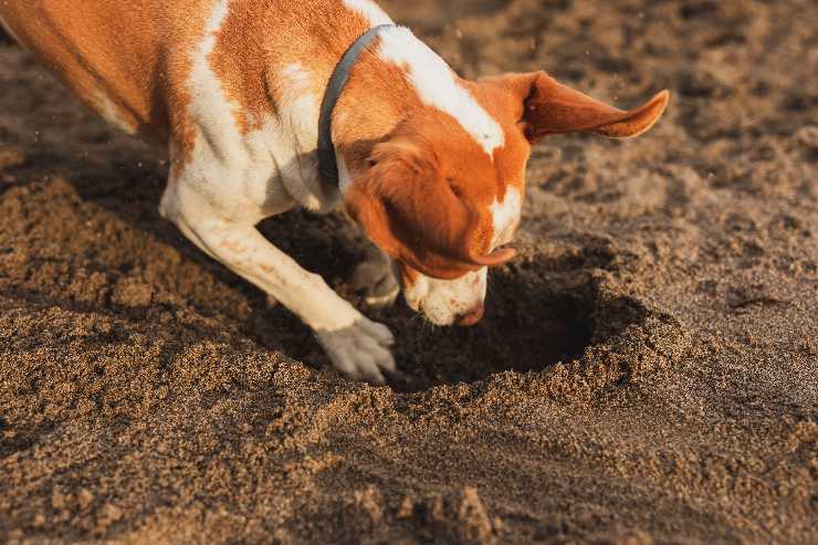 cane scava le buche in giardino motivi