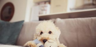 yuki Il primo giocattolo dopo 8 anni vissuti in canile famiglia