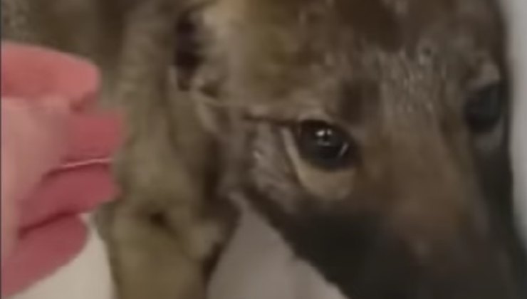 Cagnolino impaurito