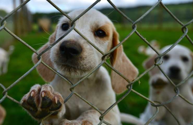 adozione cagnolini