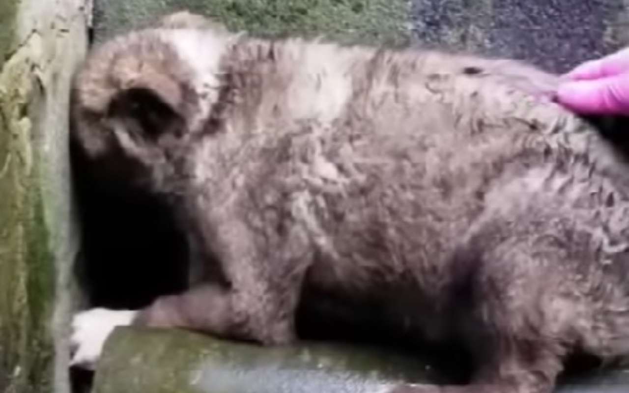 cagnolino si nasconde in una casa abbandonata