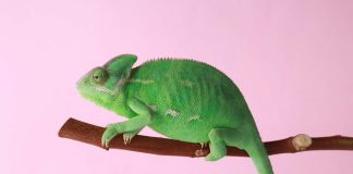camaleonte curiosità caratteristiche