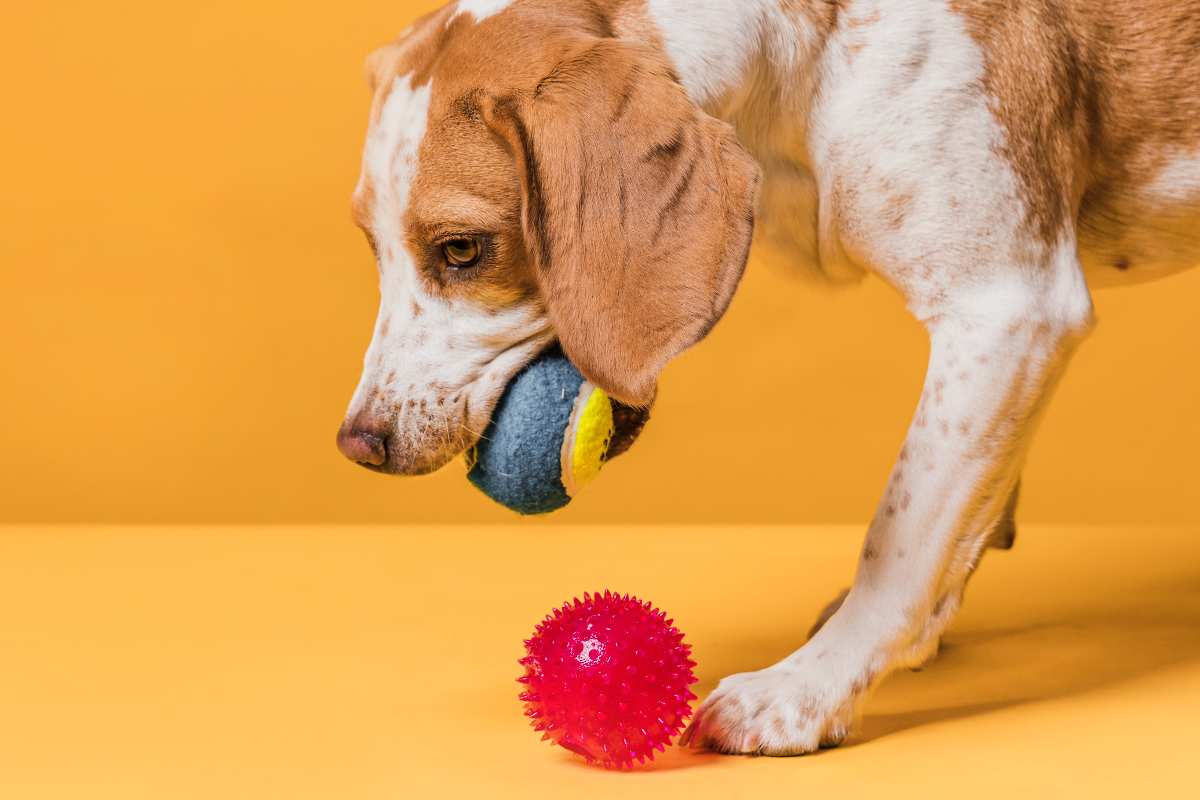 Tra oggetti per impegnare il cane