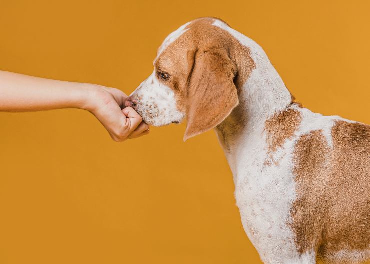 Il cane ha paura come aiutarlo