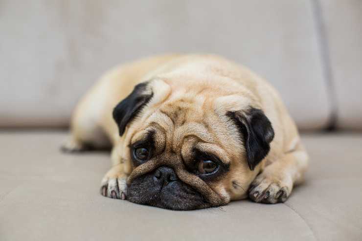 Il cane adulto urina in casa