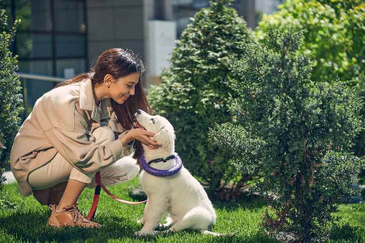 Dog sitter mestiere sempre più richiesto