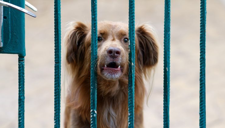 cane abbaia dietro al recinto 