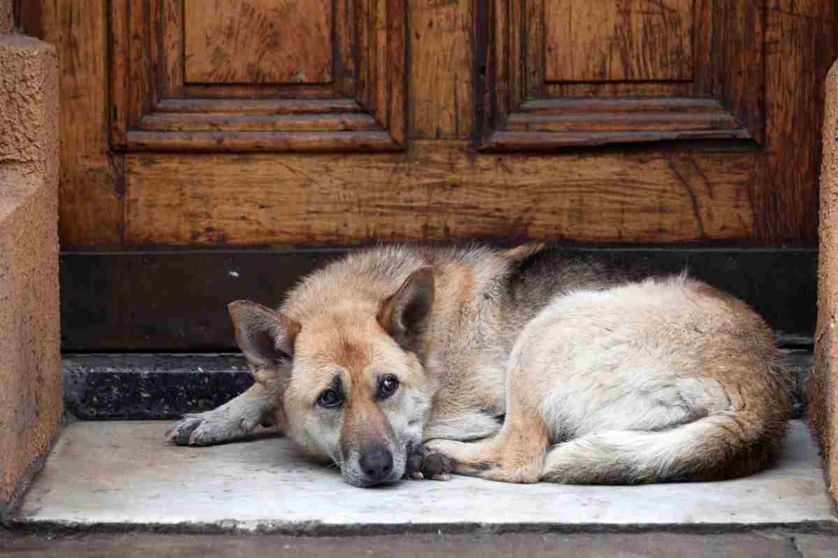 cane smarrito o abbandonato cosa fare