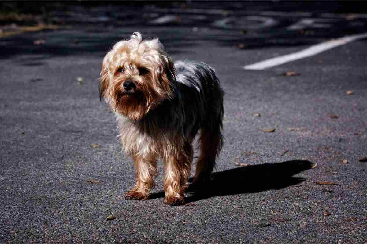 cane smarrito o abbandonato cosa fare