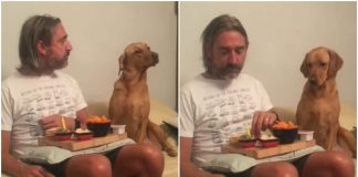cane affamato cibo video divertente instagram