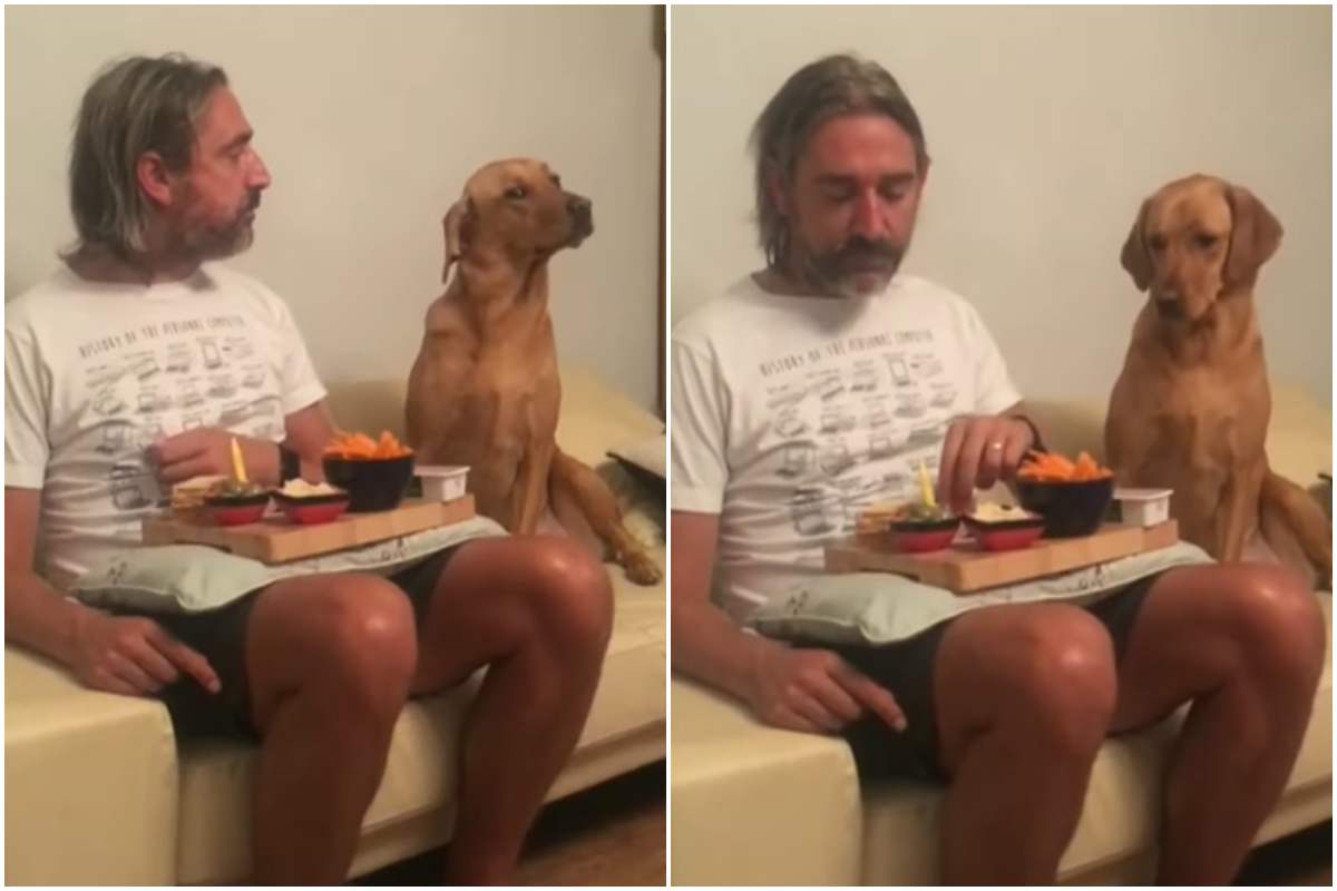cane affamato cibo video divertente instagram