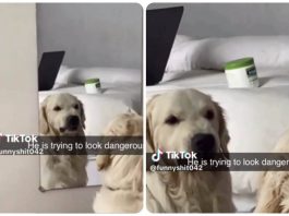 cane si specchia