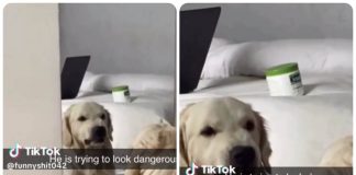 cane si specchia