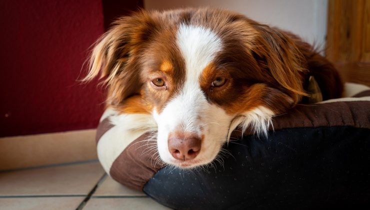 cane assonnato