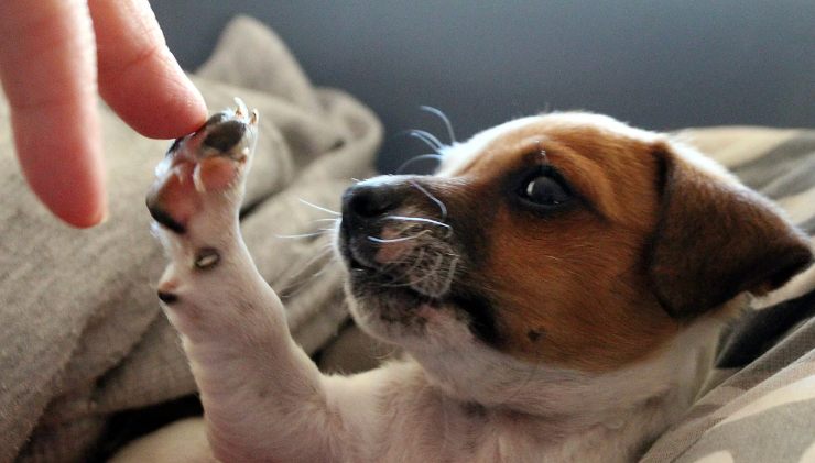 il cane in genere sceglie la sua persona preferita nella famiglia