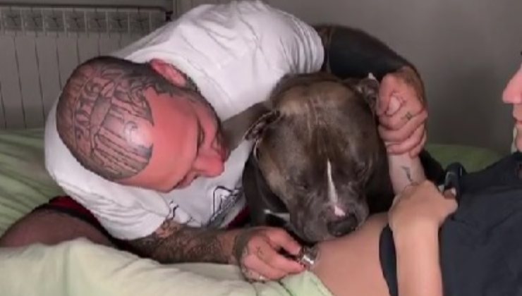 cane capisce che arriverà un bambino