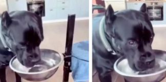 Cane beneducato